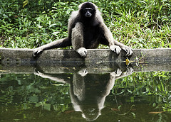Lar Gibbon - Hylobates lar - Melaka Zoo - 2009