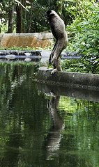 Lar Gibbon - Hylobates lar - Melaka Zoo - 2009