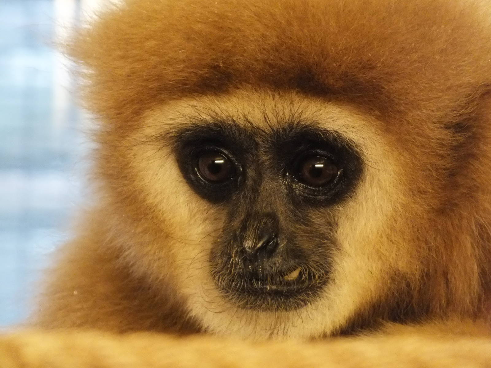 Lar Gibbon (Hylobates lar) - Twycross Zoo, December 29 2011