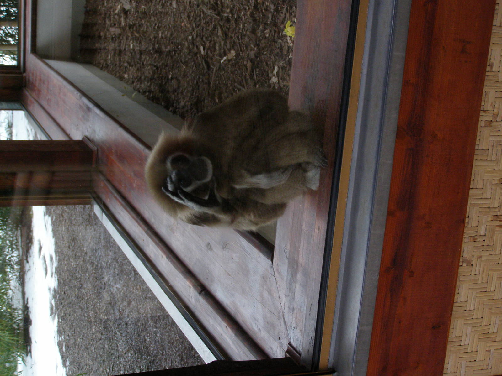 lar gibbon (Hylobates lar)