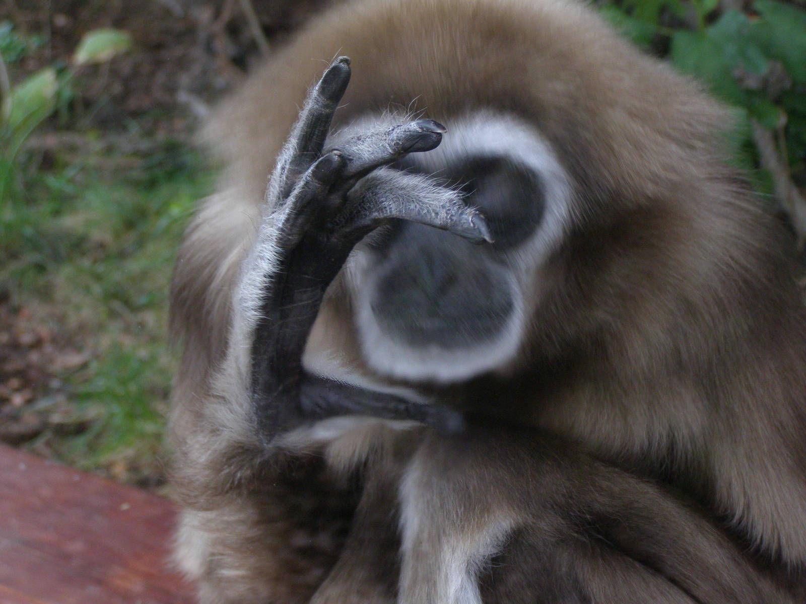 lar gibbon (Hylobates lar)