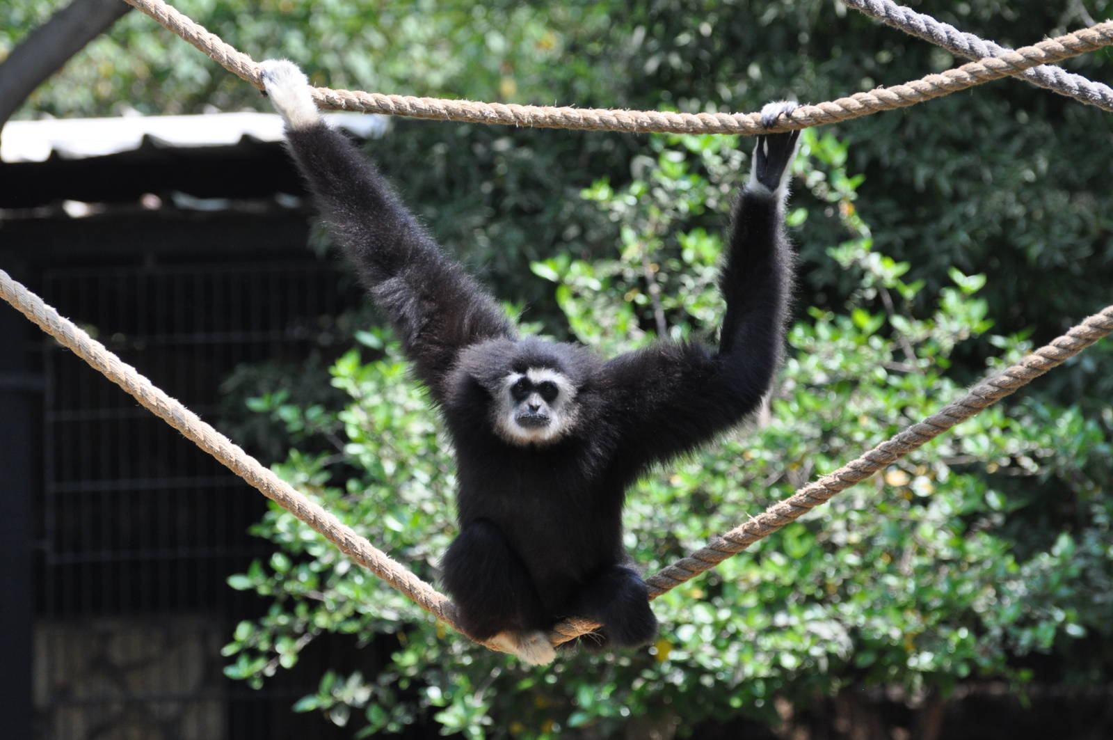 Lar gibbon/ Hylobates lar