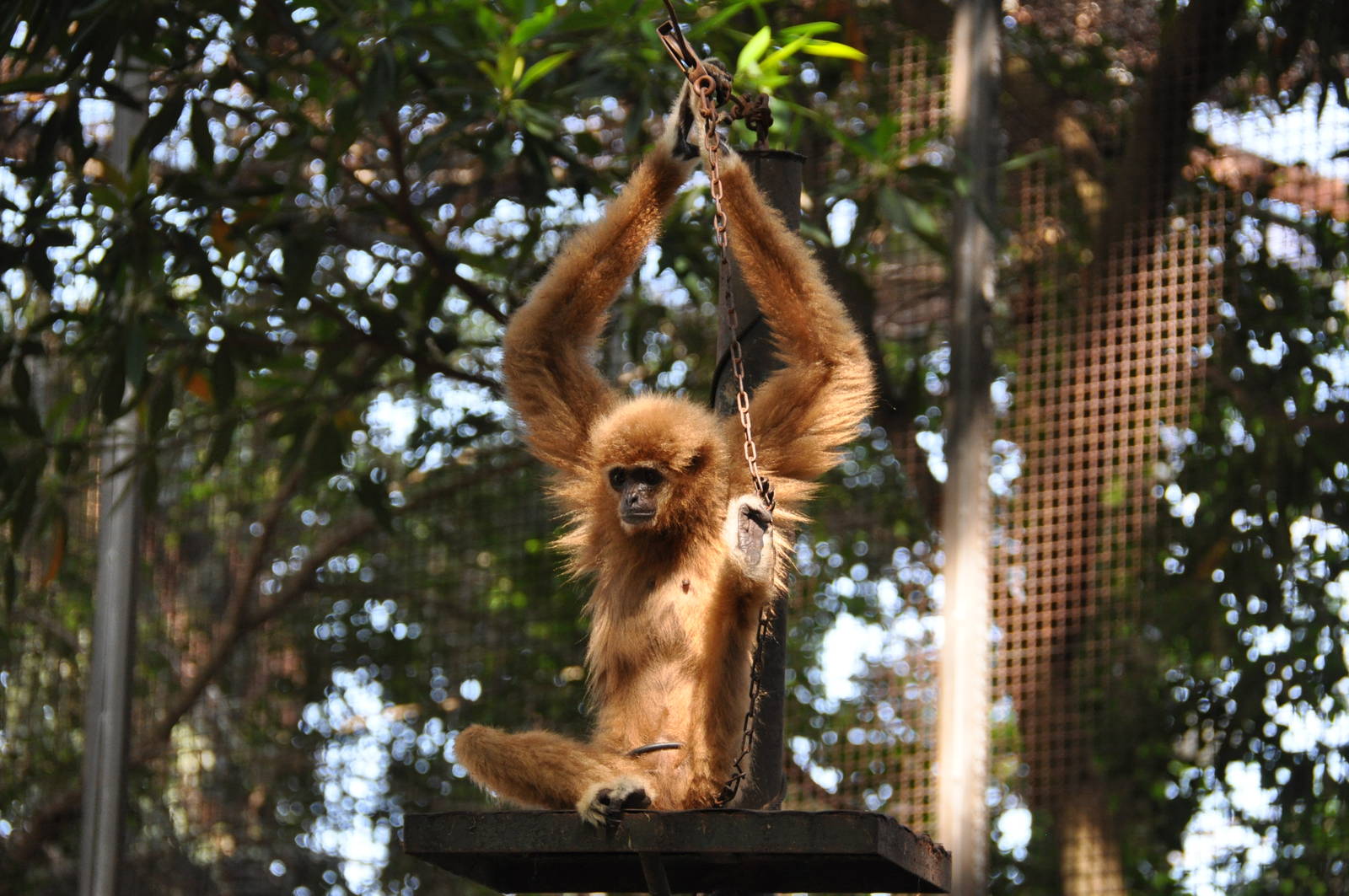 Lar gibbon/ Hylobates lar