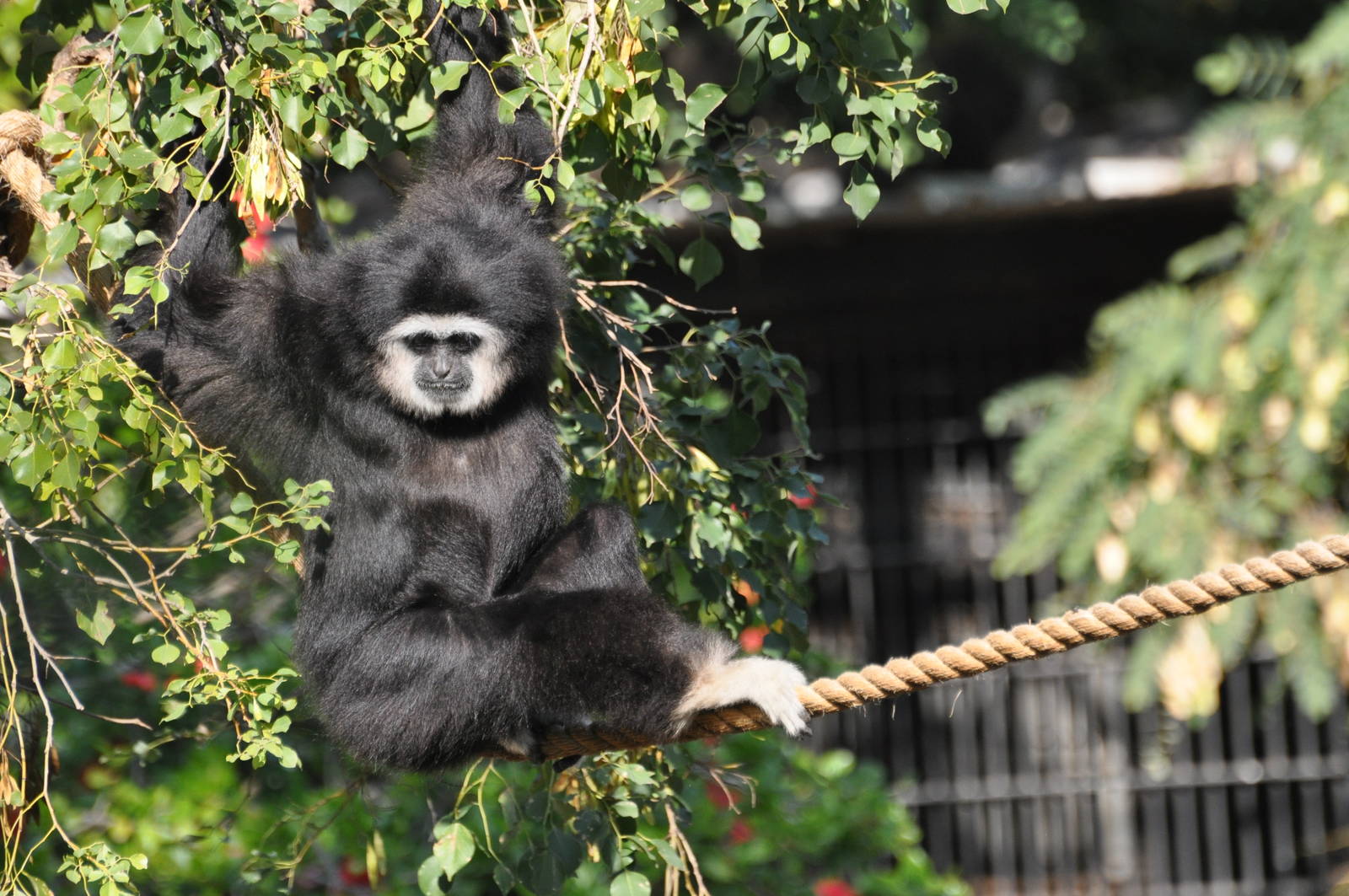 Lar gibbon/ Hylobates lar