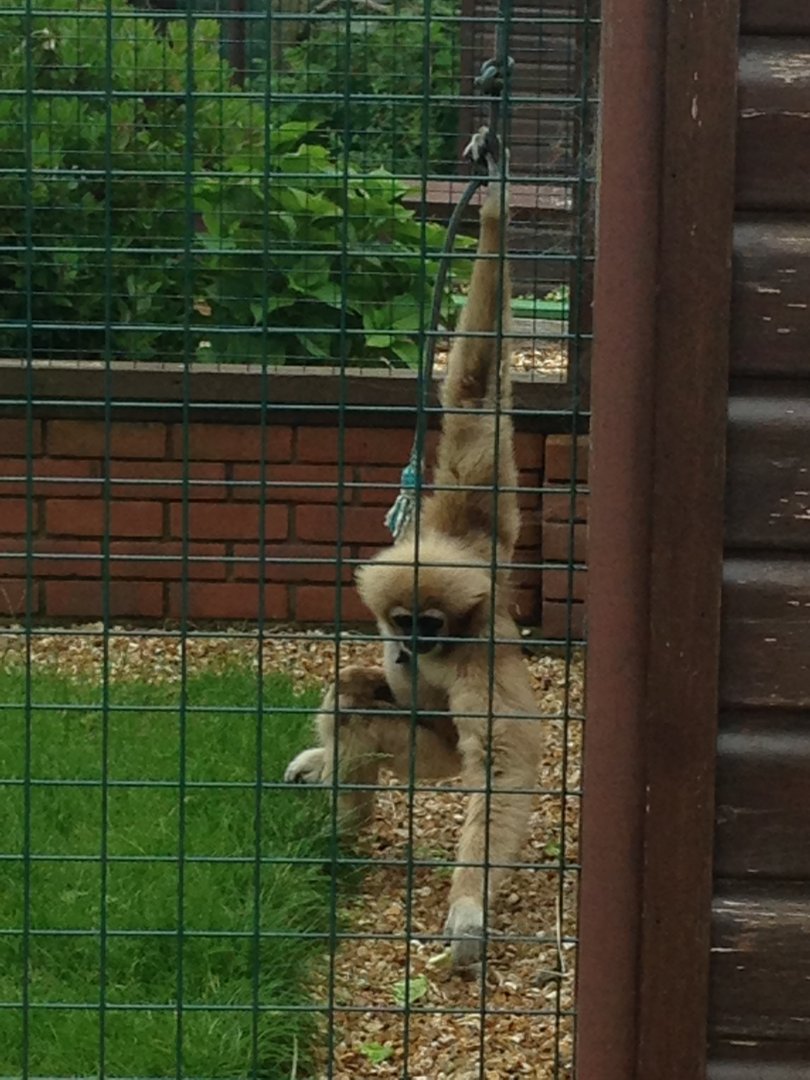 Lar Gibbon - (Hylobates Lar)