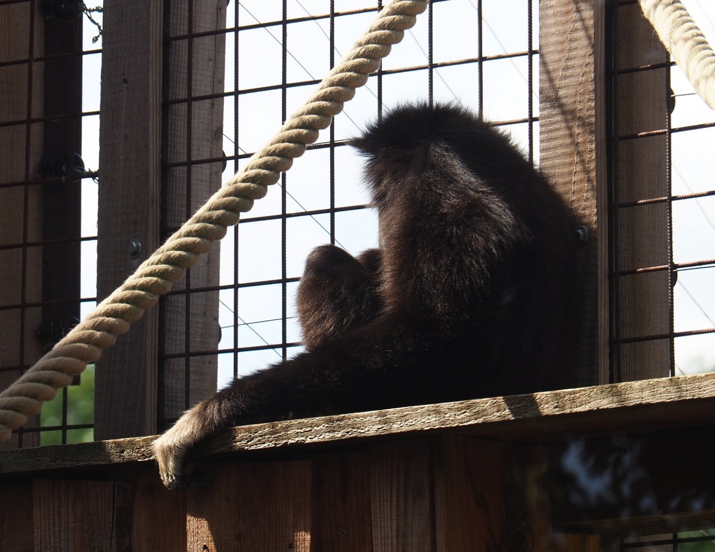 Lar gibbon (Hylobates lar)