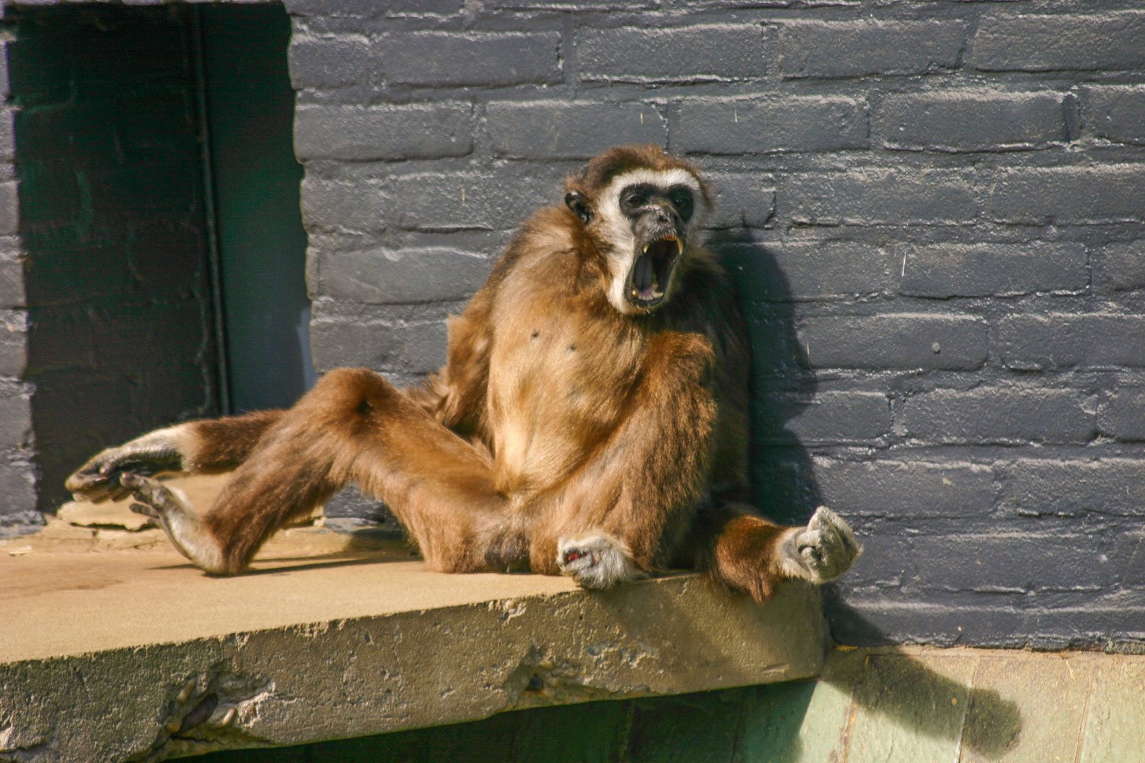 Lar gibbon (Hylobates lar)