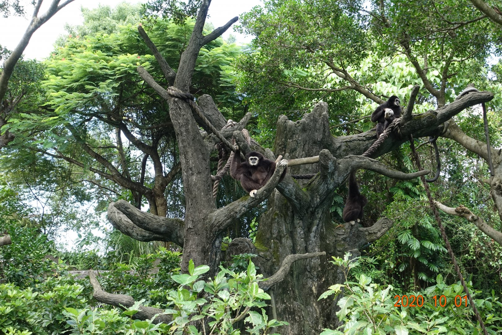 Lar Gibbon (Hylobates lar)