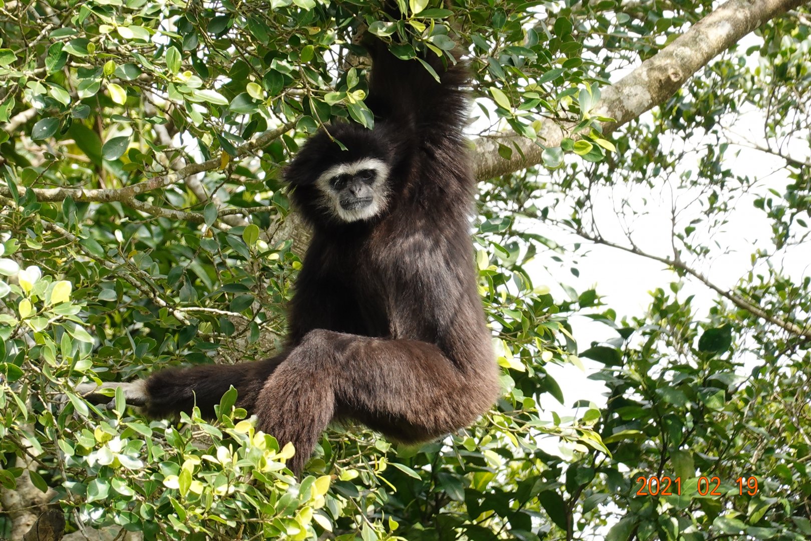 Lar Gibbon (Hylobates lar)