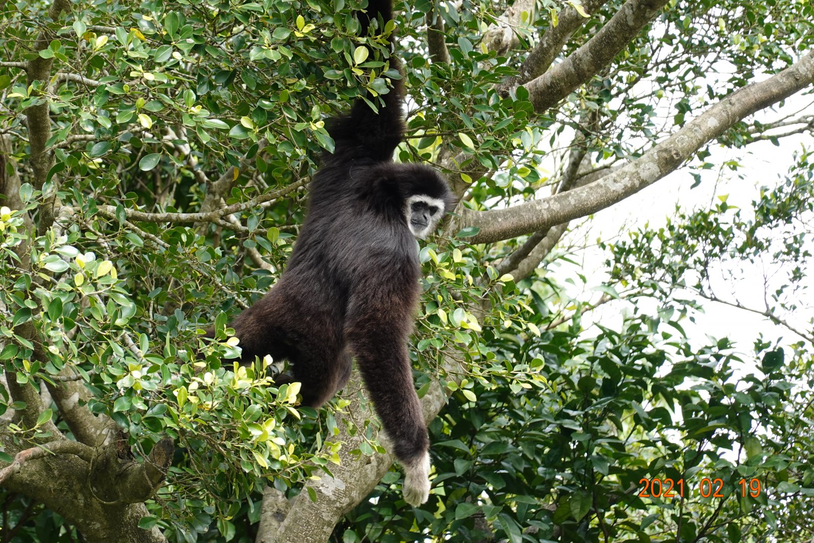 Lar Gibbon (Hylobates lar)