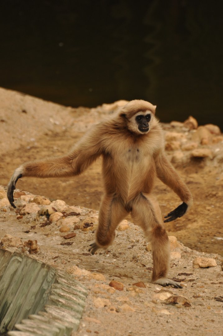Lar gibbon (Hylobates lar)
