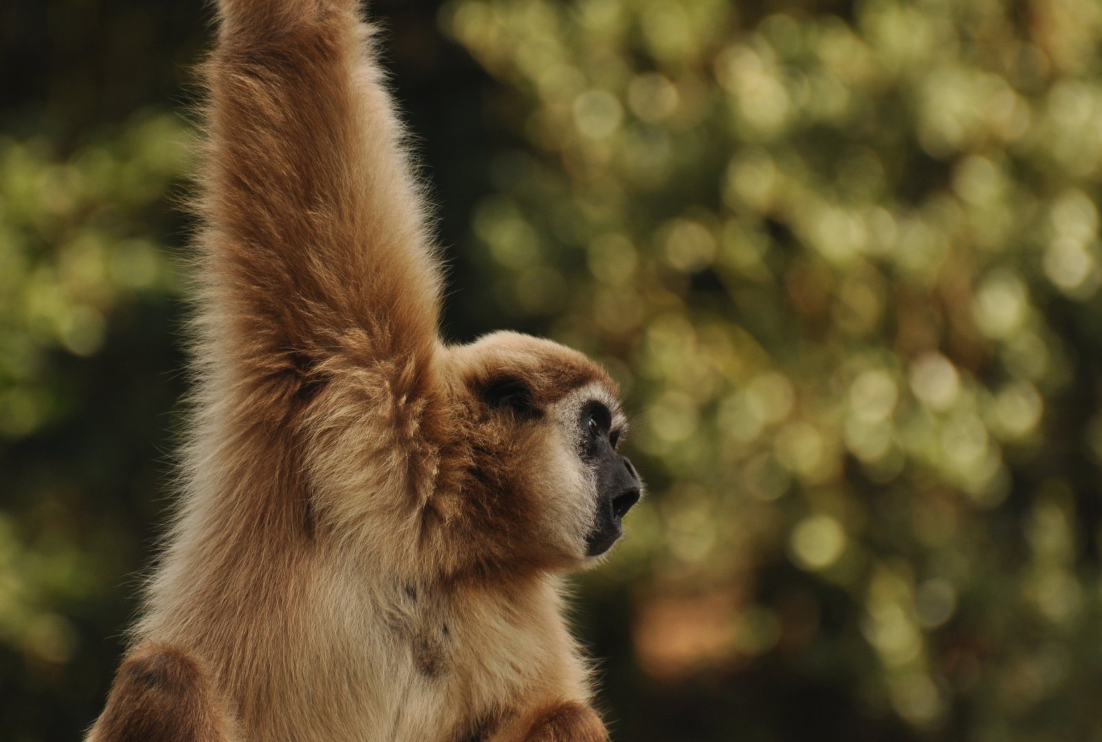 Lar gibbon (Hylobates lar)