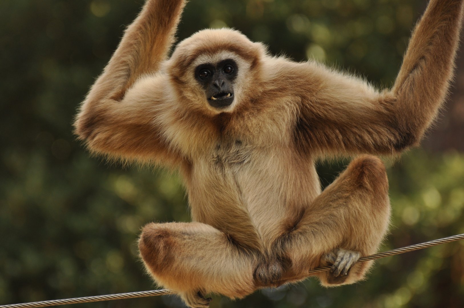 Lar gibbon (Hylobates lar)