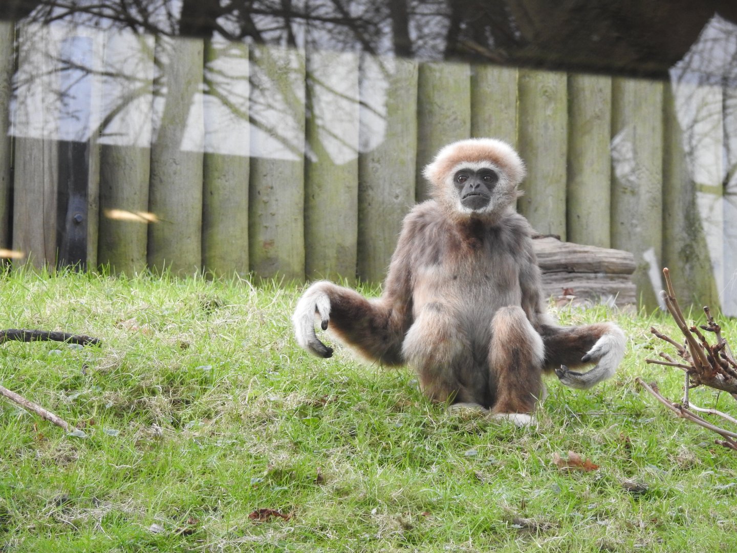 Lar Gibbon (Hylobates lar)