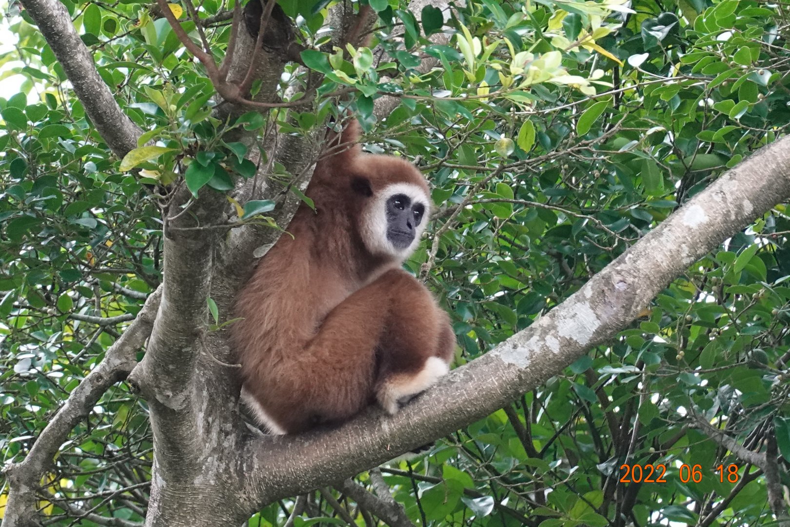 Lar Gibbon (Hylobates lar)