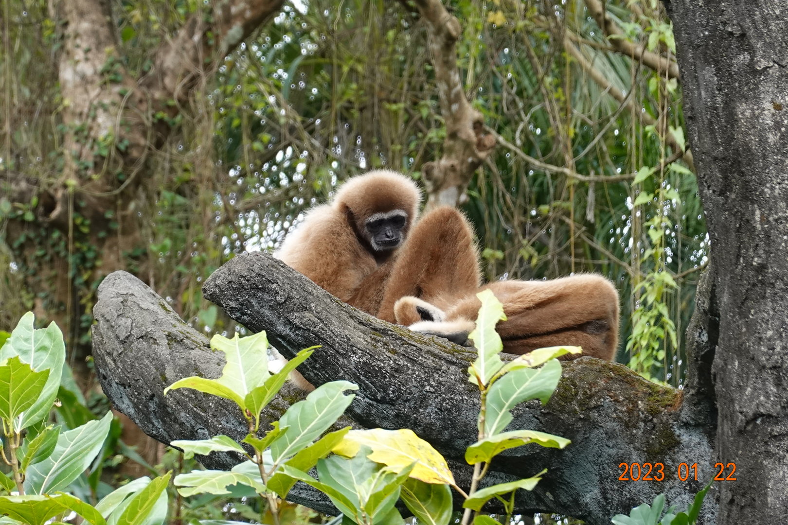 Lar Gibbon (Hylobates lar)