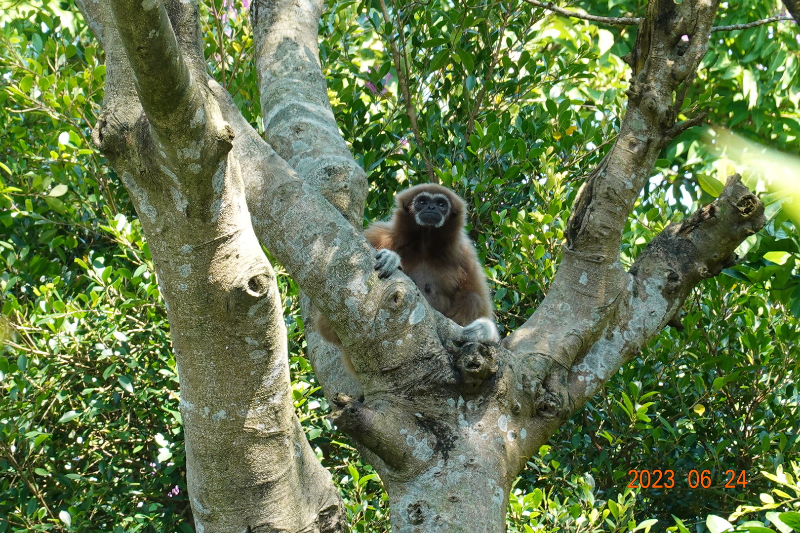 Lar Gibbon (Hylobates lar)