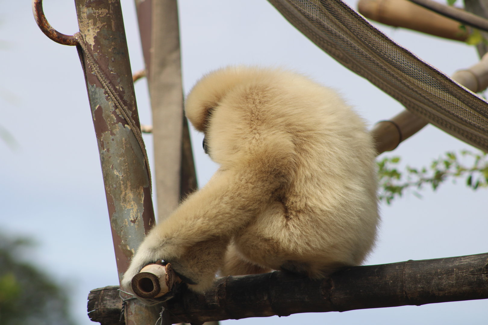 Lar Gibbon (Hylobates lar)