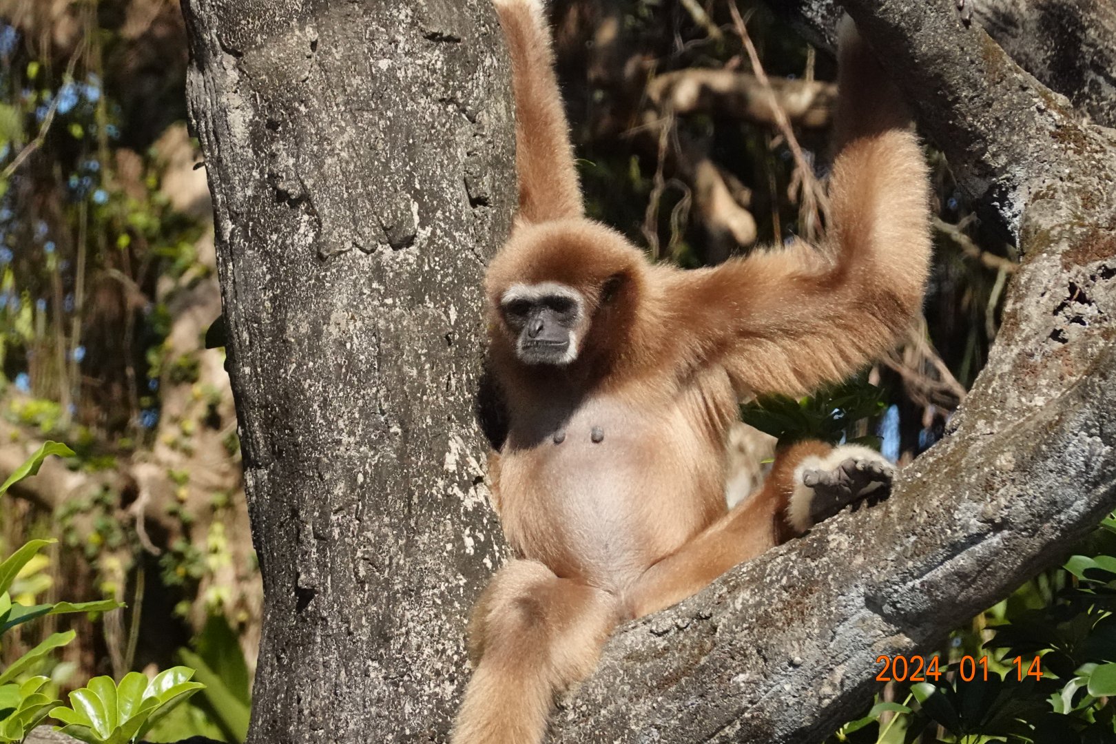 Lar Gibbon (Hylobates lar)