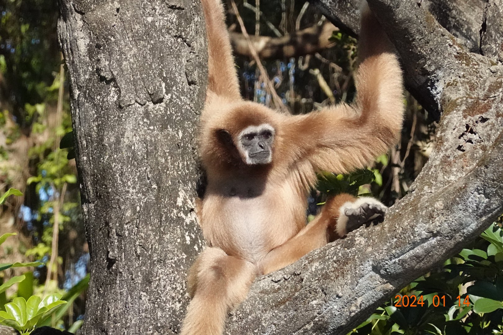Lar Gibbon (Hylobates lar)