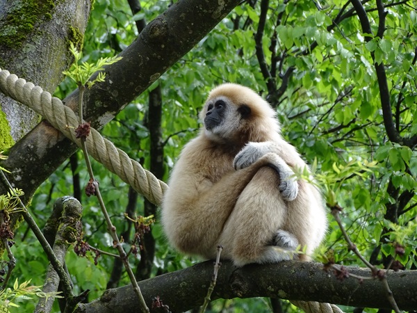 Lar gibbon (Hylobates lar)