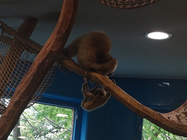 Lar gibbon (Hylobates lar)