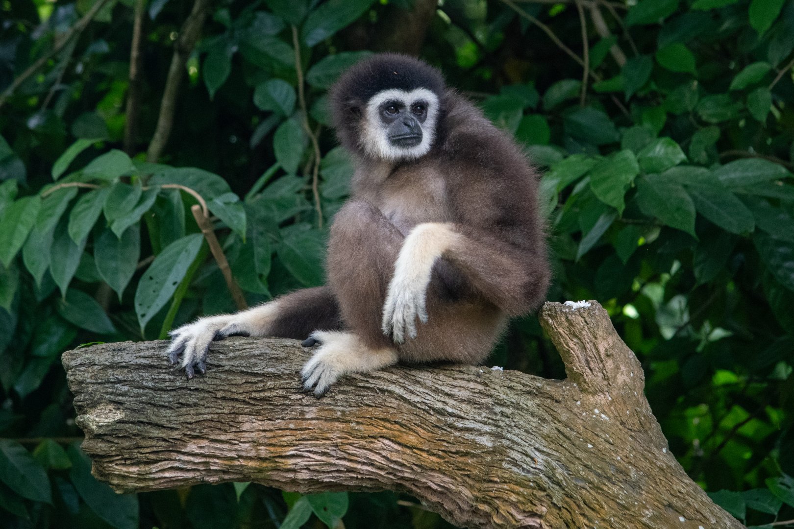 Lar Gibbon (Hylobates Lar)