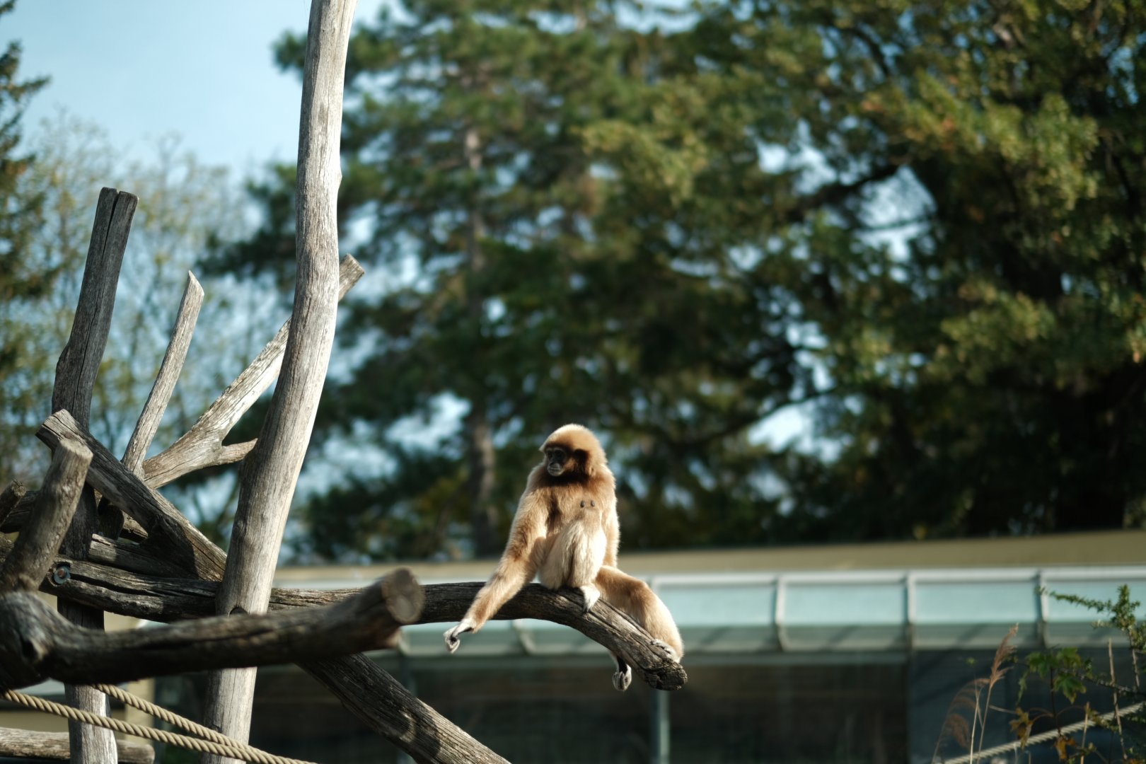 Lar Gibbon (Hylobates lar)