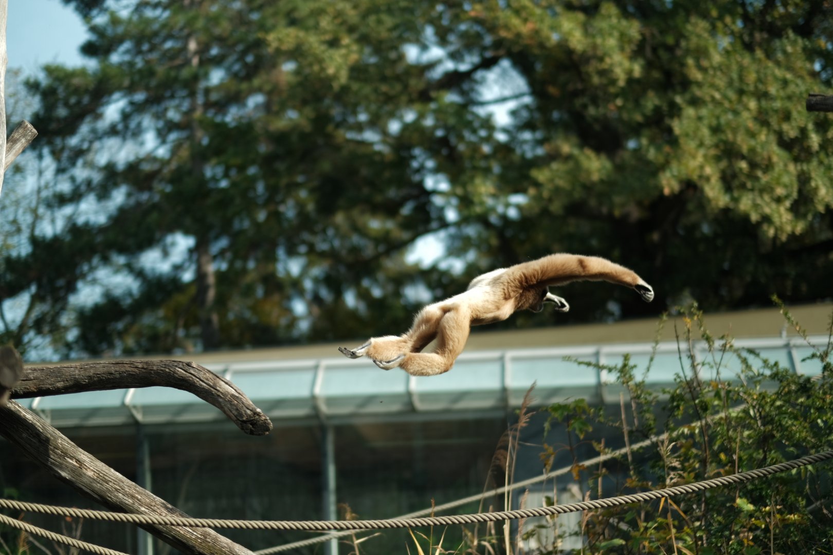 Lar Gibbon (Hylobates lar)