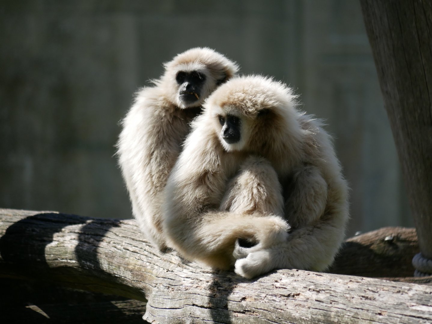 Lar gibbon (Hylobates lar)