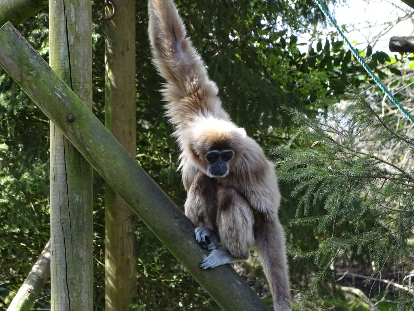 Lar gibbon (Hylobates lar)