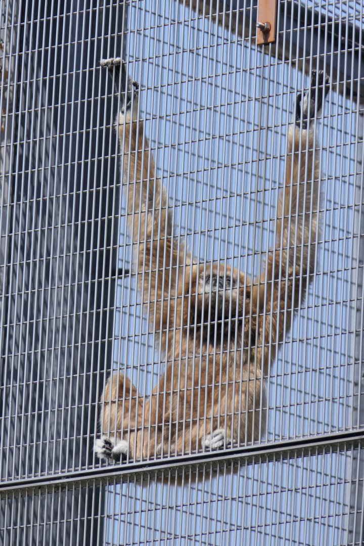 Lar Gibbon (Hylobates lar)