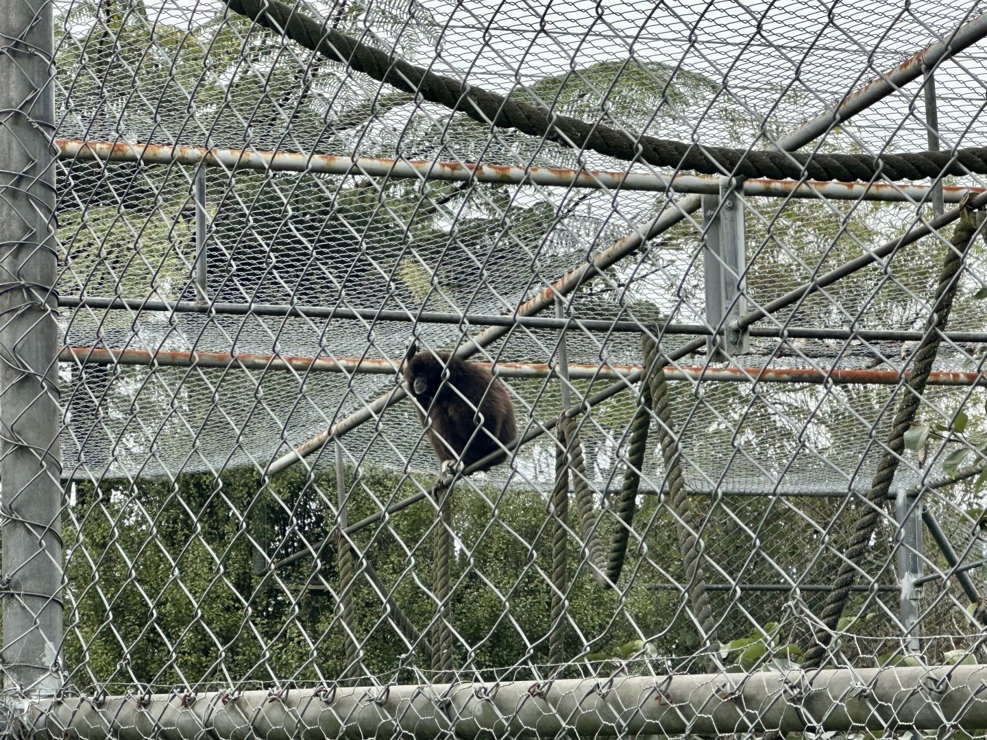 Lar gibbon (Hylobates lar)