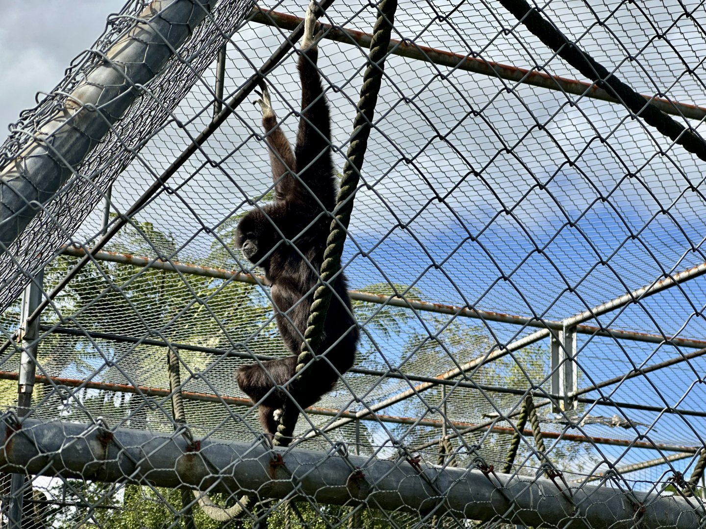 Lar gibbon (Hylobates lar)