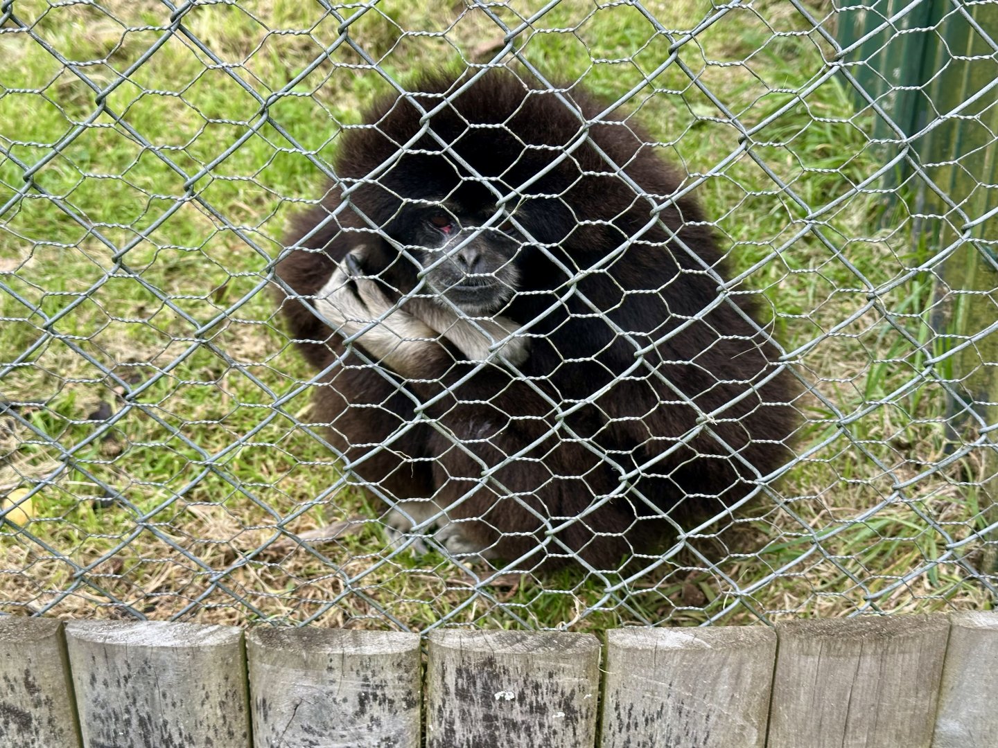 Lar gibbon (Hylobates lar)