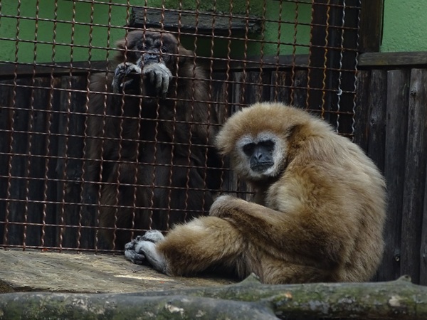 Lar gibbon (Hylobates lar)