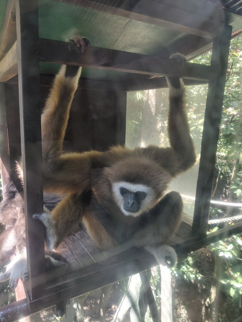 Lar Gibbon (Hylobates lar)