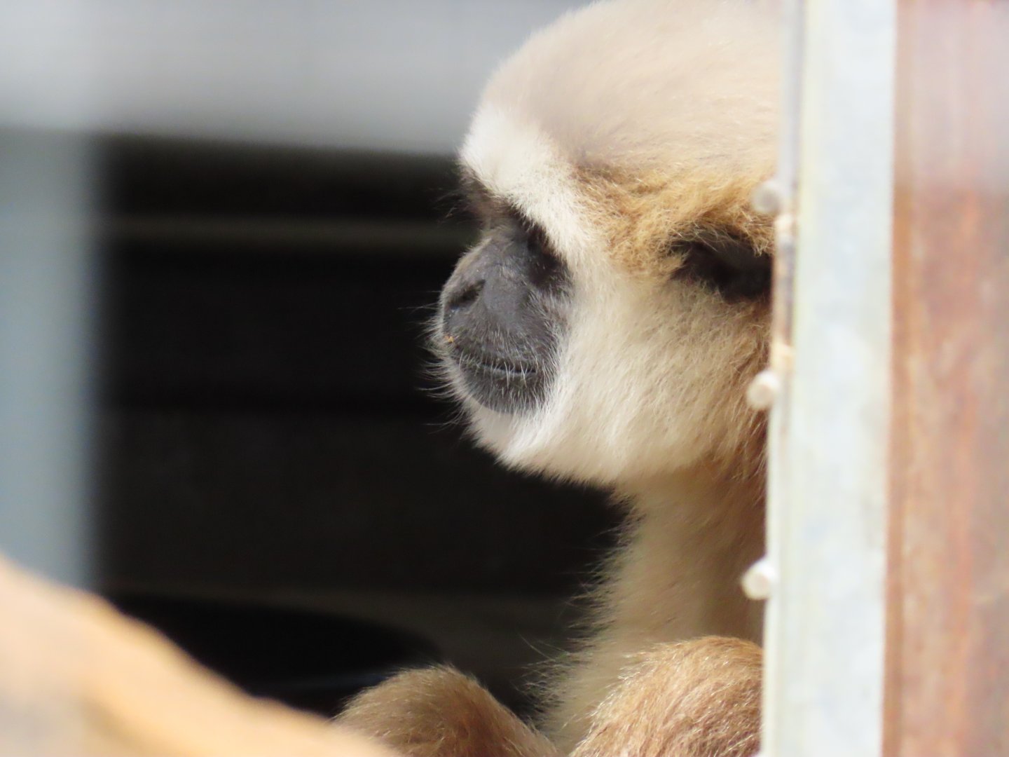 Lar Gibbon (Hylobates lar)