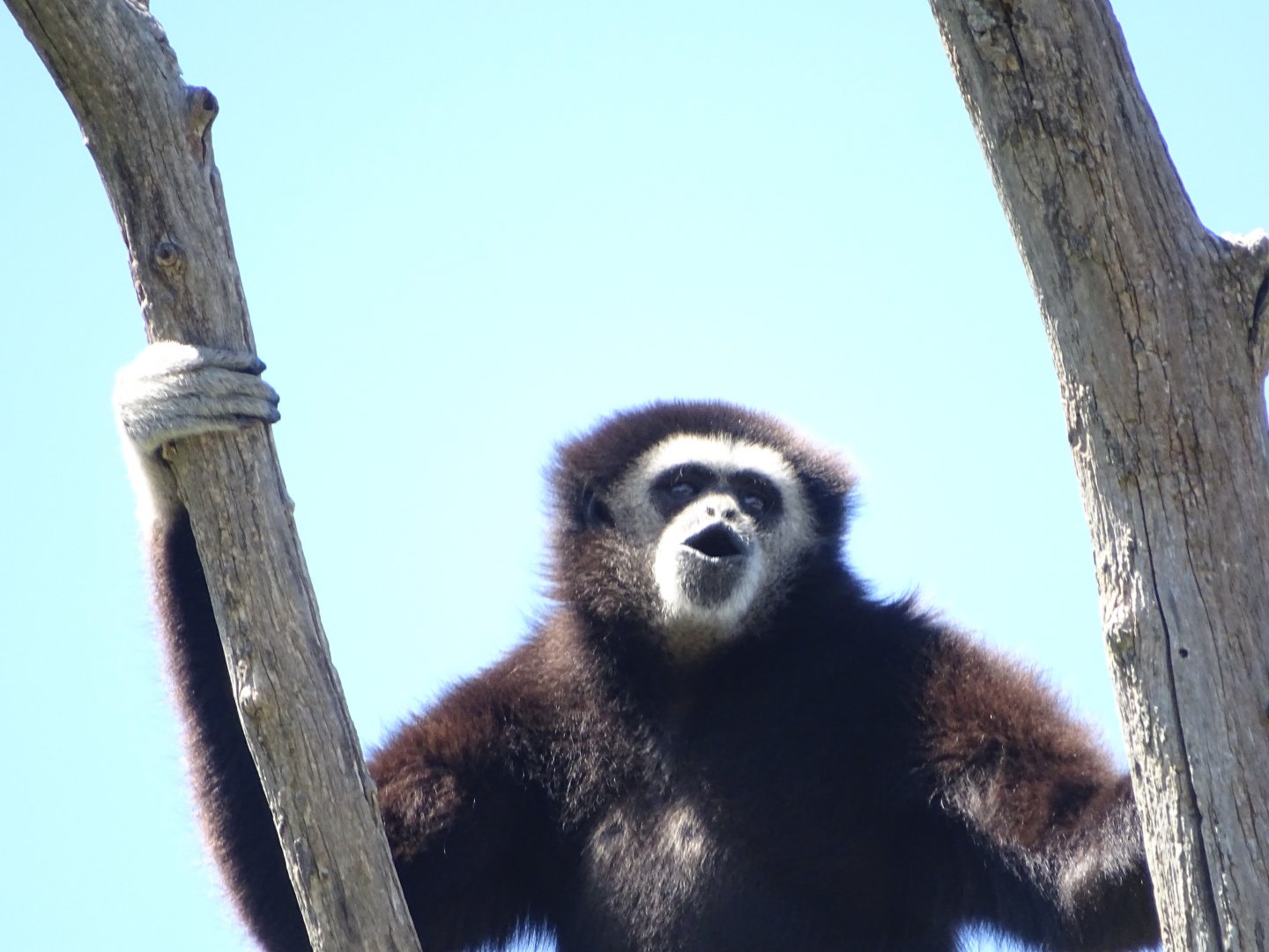 Lar gibbon (Hylobates lar)