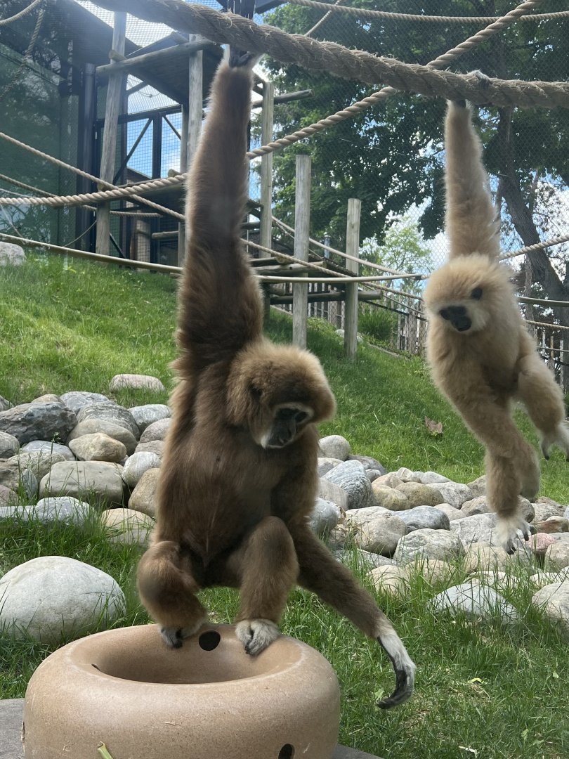 Lar gibbon (Hylobates lar)