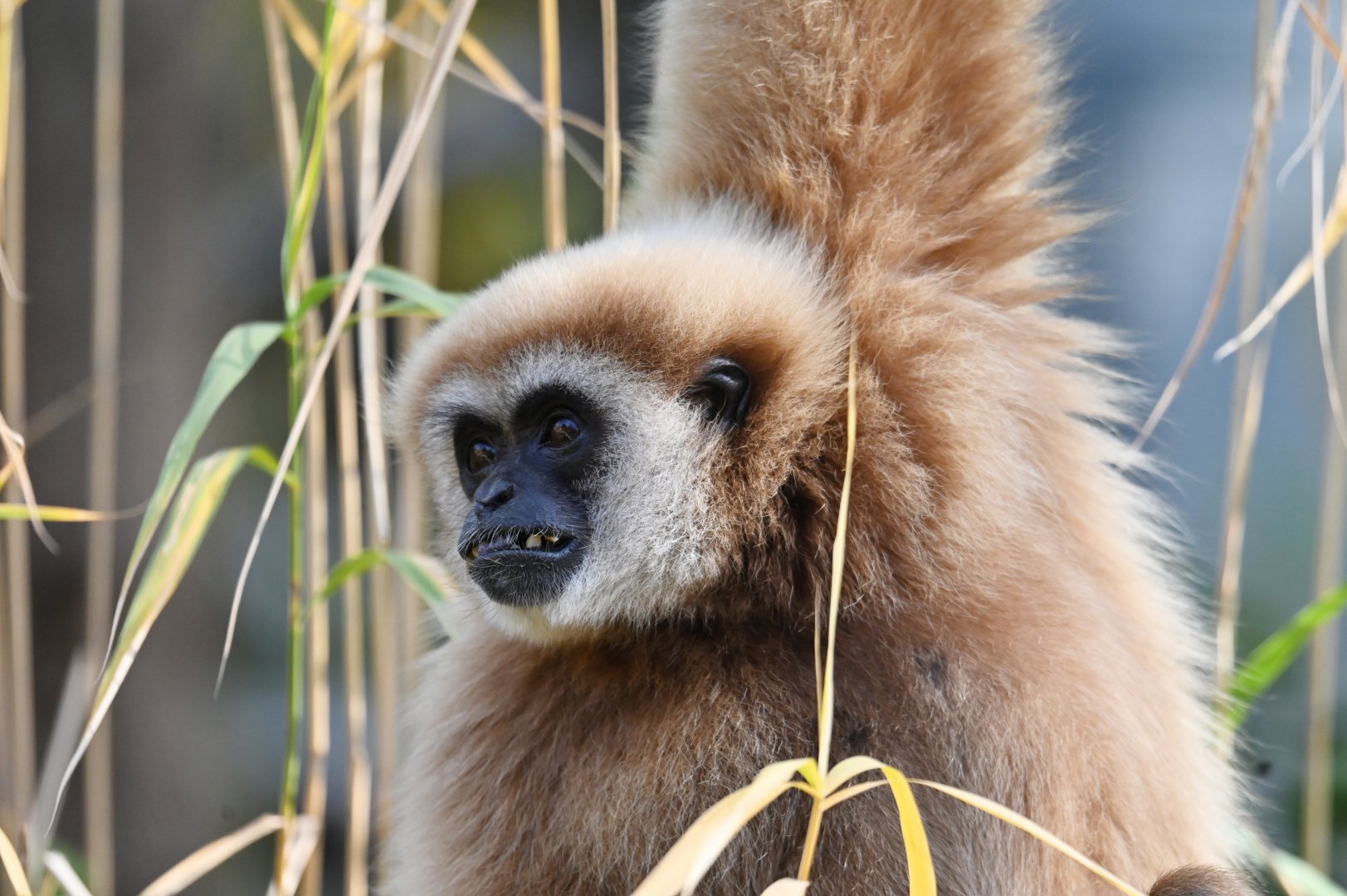 Lar gibbon (Hylobates lar)