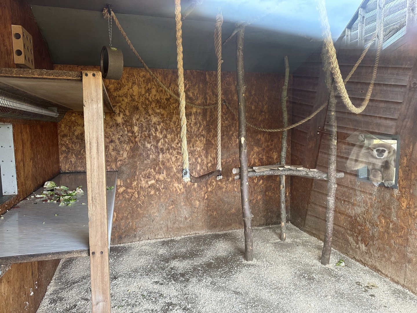 Lar Gibbon Indoor Enclosure at Hamerton Zoo Park (October 2023)