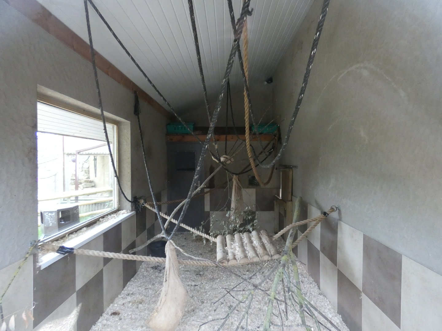 Lar gibbon indoor enclosure