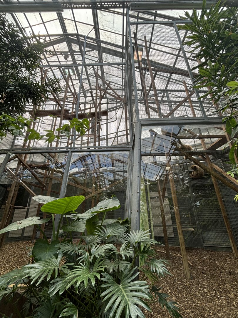 Lar Gibbon Indoor Enclosure