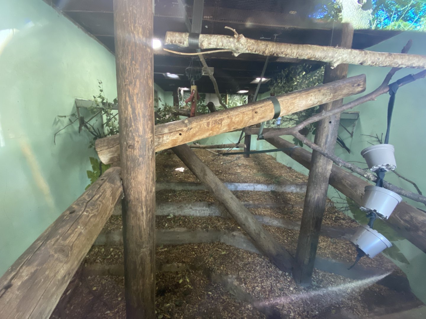 Lar gibbon indoor enclosure