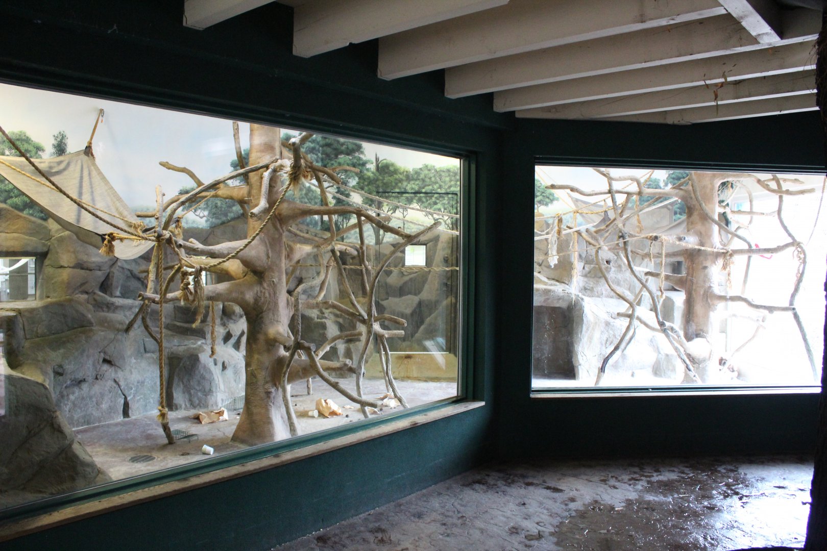 Lar Gibbon Indoor Exhibit - Children's Zoo