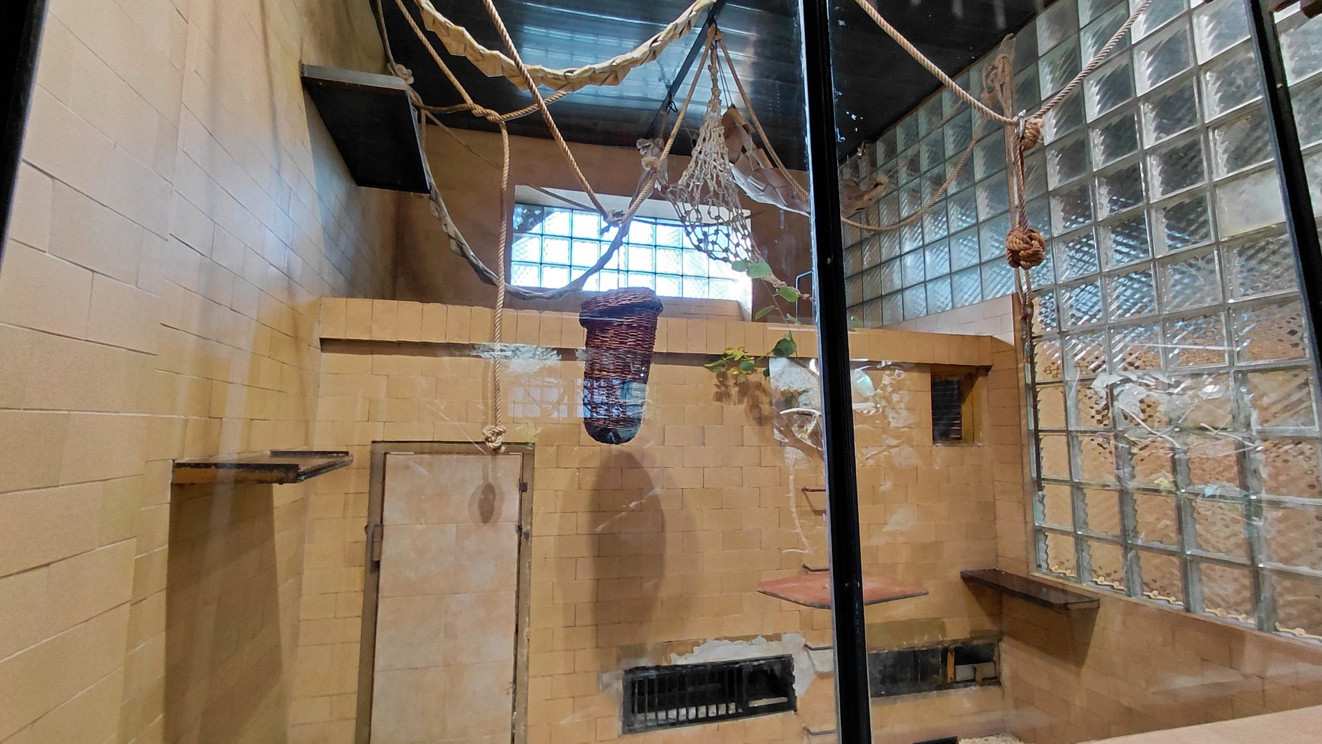 Lar gibbon indoor exhibit