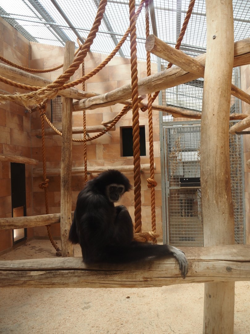 Lar gibbon indoor housing, 2025-05-22