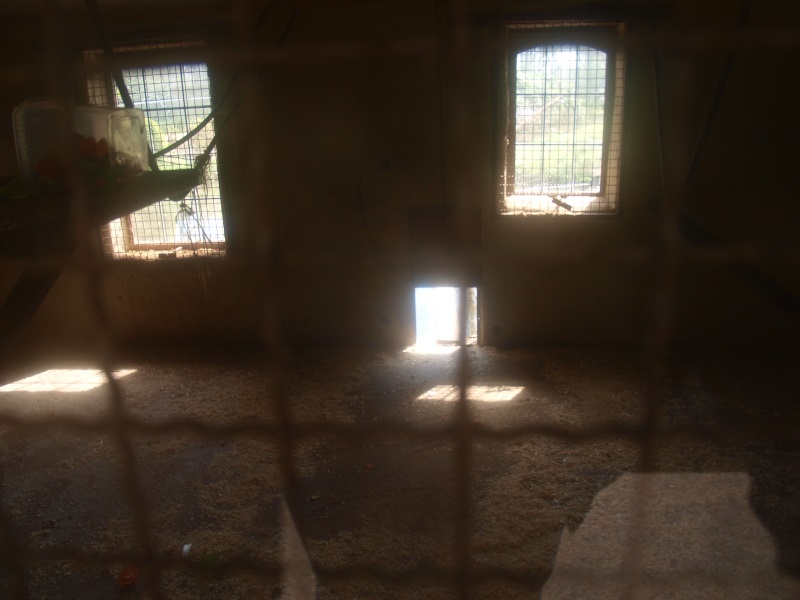 Lar gibbon indoor housing (April 19th, 2015)