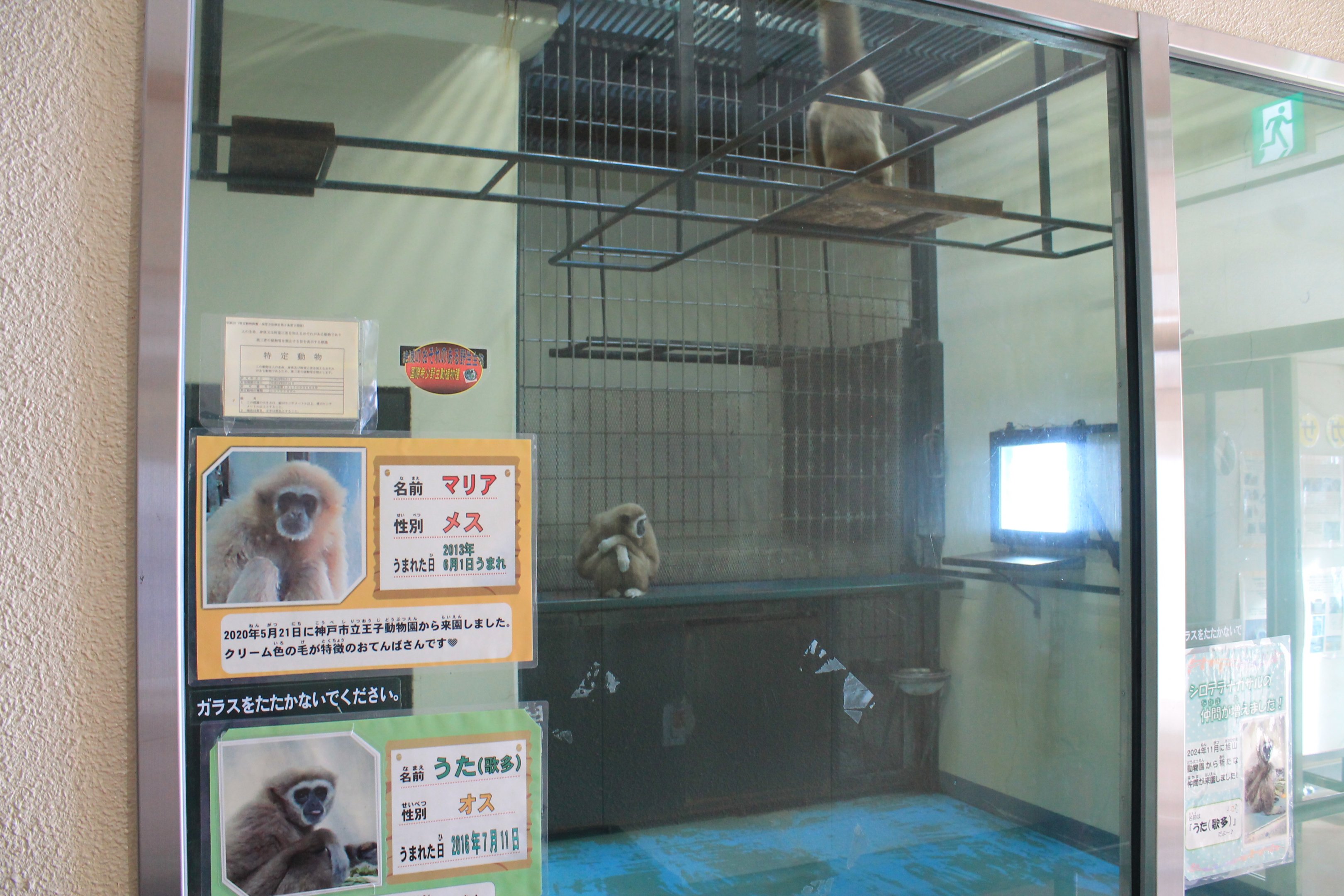 Lar Gibbon indoor quarters, Kushiro Zoo